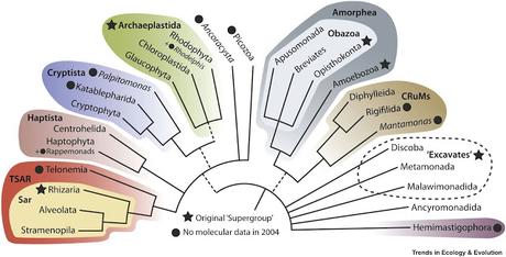 #trendsinecologyandevolution #arbrephylogénétique L’Arbre Nouveau des Eucaryotes