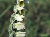 Spiranthe d'automne (Spiranthes spiralis)