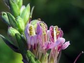 Odontite rouge (Odontites vernus)