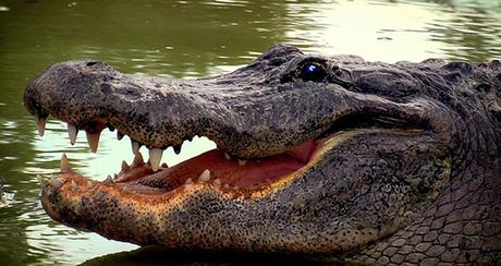 Info bière – États-Unis: arrêté pour avoir bu de la bière Alligator

 – Mousse de bière