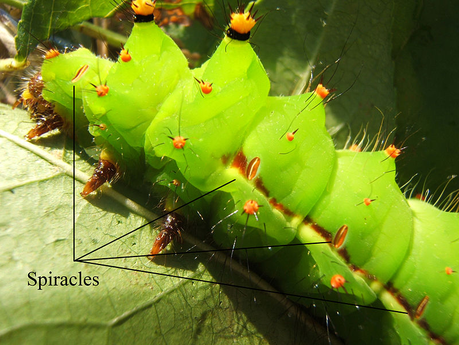 Stigmates (spiracles) chez une chenille d'Actias selene. Stigmates (spiracles) chez une chenille d'Actias selene