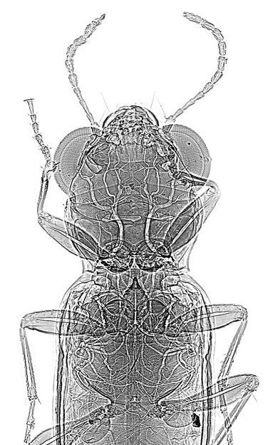 coléoptère Notiophilus aux rayons X coléoptère Notiophilus aux rayons X