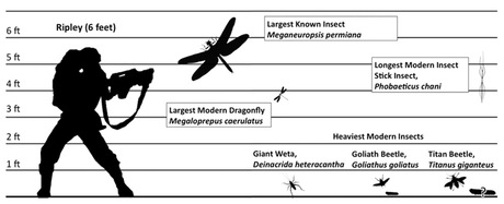 Comparaison de taille de différents insectes actuels et fossiles Comparaison de taille de différents insectes actuels et fossiles