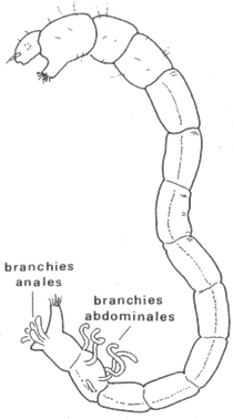 Branchies anales d'une larve de Chironome Branchies anales d'une larve de Chironome