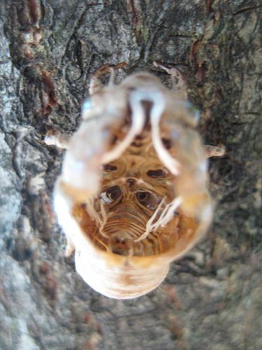 Filaments trachéens dans une mue de cigale Filaments trachéens dans une mue de cigale