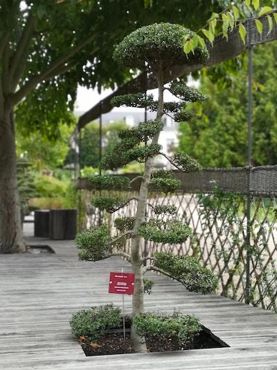 Comment le regard tourangeau interprète le rêve d’un jardin japonais, Visite du jardin japonais au coeur du Jardin botanique de Tours