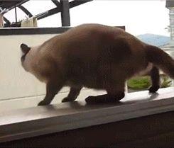 Loi alimentation : surprise, malgré les effets pervers, on continue !