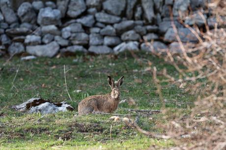 Le printemps rime habituellement avec bouquinage pour les lièvres. Avec la baisse continue des effectifs de lièvres dans le canton de Neuchâtel, ces folles courses-poursuites dans les champs se font de plus en plus rares.