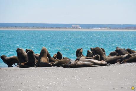 Où voir des animaux en Argentine ?