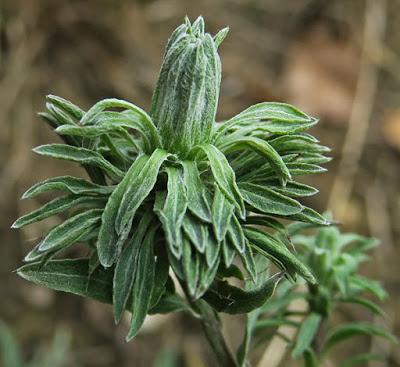 Galle (famille des Eriophyidae) sur Centaurea sp.