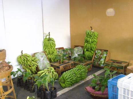 La production dominicaine de légumes