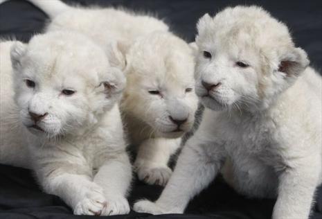 Lionceaux blancs