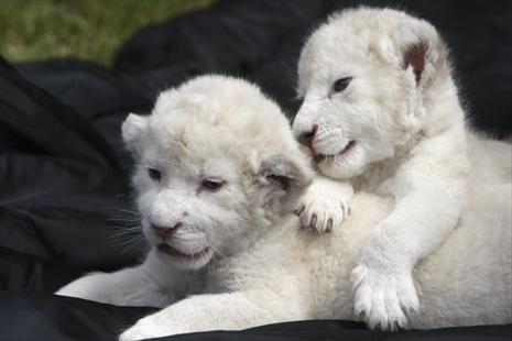 Lionceaux blancs