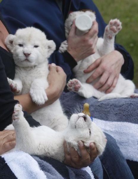 Lionceaux blancs
