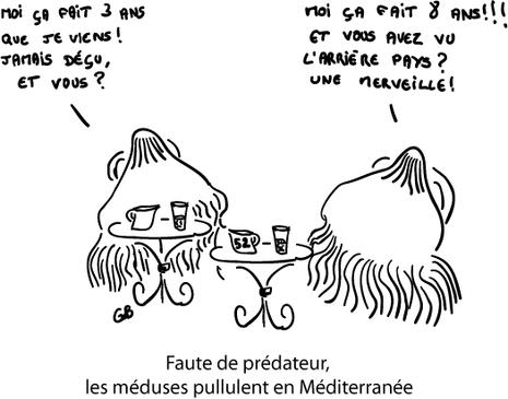 Faute de prédateur, les méduses pullulent en Méditerranée