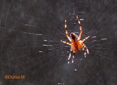 18708araignee1.1216464722.jpg