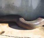 vidéo gros serpent attaque surprise peur