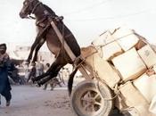 Suivre l’Amérique