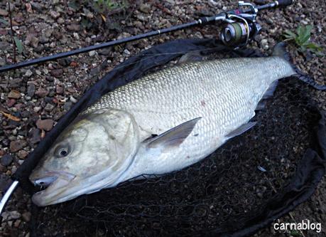 Poissons ou champignons ?