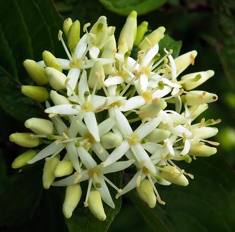 Cornouiller sanguin (Cornus sanguinea) Cornouiller sanguin (Cornus sanguinea)