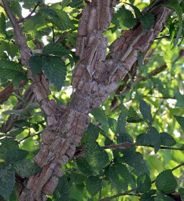 Orme champêtre à écorce subéreuse (Ulmus minor var. suberosa)