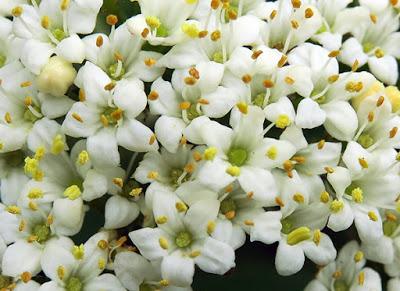 Viburnum lantane (Viburnum lantana)