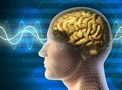 MÉMOIRE Même durant sommeil profond, notre cortex n’est tout fait silencieux