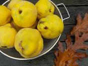 saison coings commencé