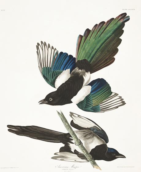 Les 435 illustrations de « Birds of America » sont disponibles en HD et gratuitement