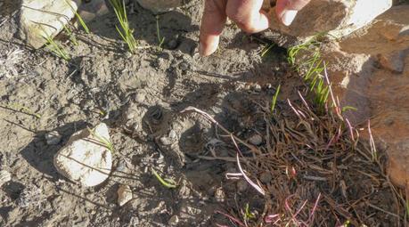 Kanamo, un presque 6000m facile du Spiti, Himalaya indien Kanamo, un presque 6000m facile du Spiti, Himalaya indien