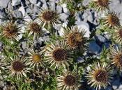 Carline commune (Carlina vulgaris)
