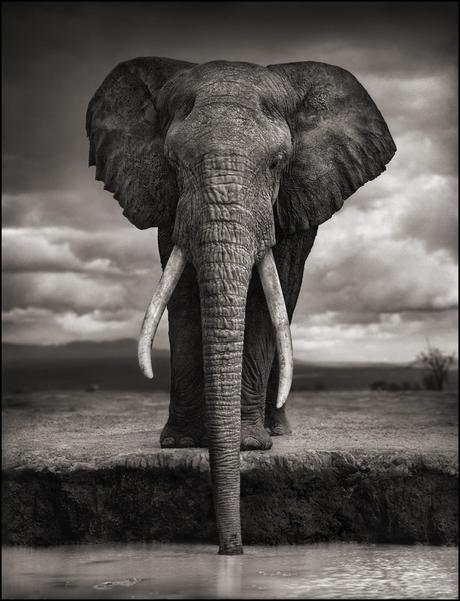 Nick Brandt, un photographe qui a révolutionné la photographie animalière