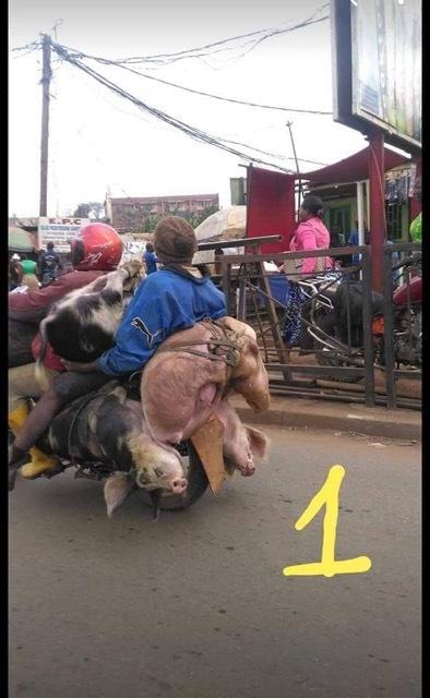 Divers - Système D…..