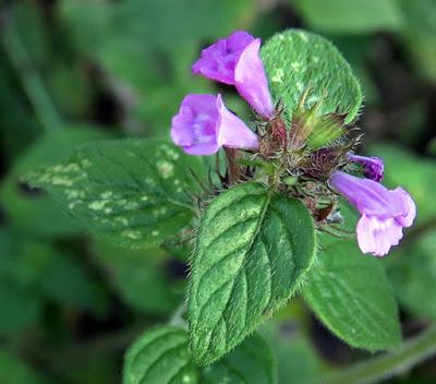 Calament clinopode (Clinopodium vulgare)