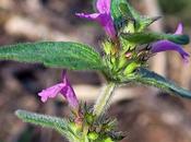 Calament clinopode (Clinopodium vulgare)