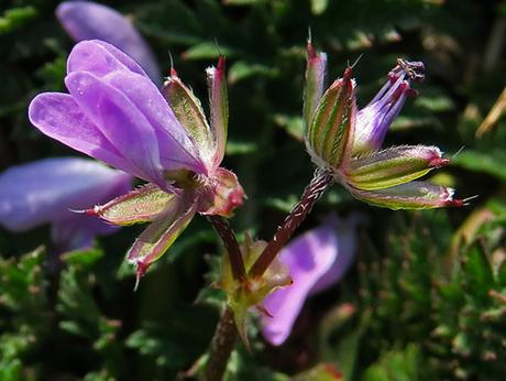 Erodium à feuilles de ciguë (Erodium cicutarium)