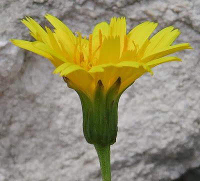 Liondent des éboulis (Leontodon hispidus subsp. hyoseroides)