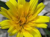 Liondent éboulis (Leontodon hispidus subsp. hyoseroides)