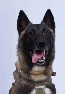 Vers une armée américaine canine ?
