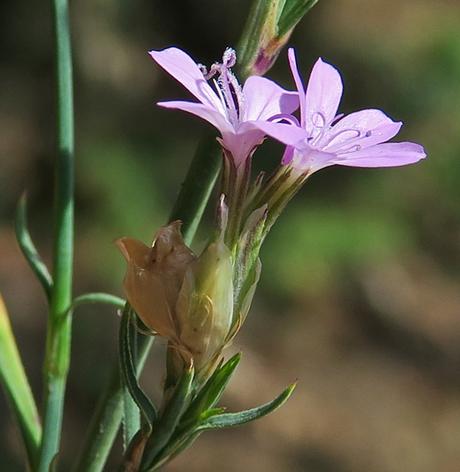 Œillet prolifère (Petrorhagia prolifera)