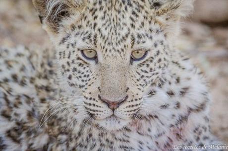 A la rencontre des léopards à Okonjima – Namibie