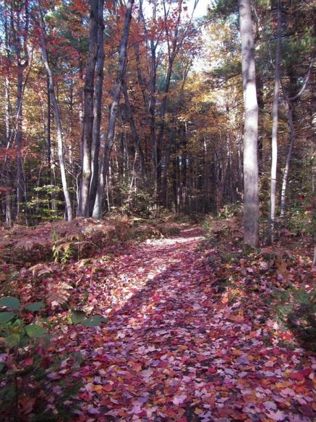 Pays Etranger - Le chemin de Blainville - CA