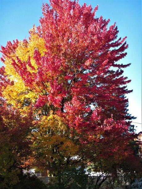 Pays Etranger - Le chemin de Blainville - CA