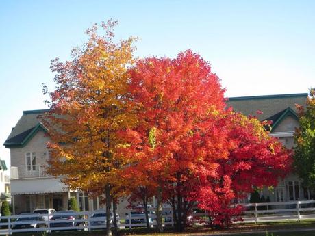 Pays Etranger - Le chemin de Blainville - CA