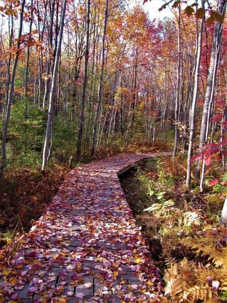 Pays Etranger - Le chemin de Blainville - CA
