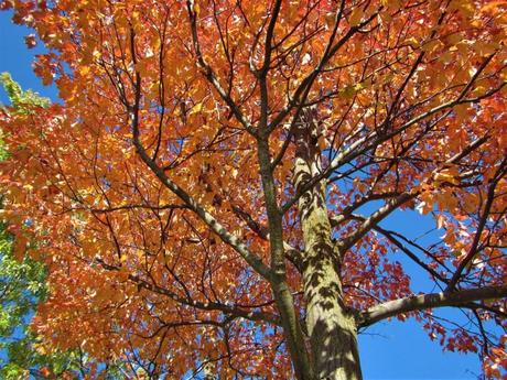 Pays Etranger - Le chemin de Blainville - CA
