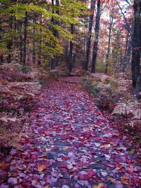 Pays Etranger - Le chemin de Blainville - CA