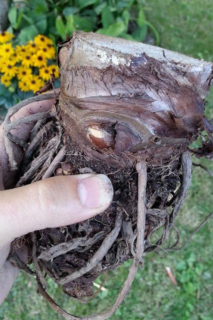 Alocasia Macrorrhiza : La décapitation et renaissance! (part 2) Alocasia Macrorrhiza : La décapitation et renaissance! (part 2)