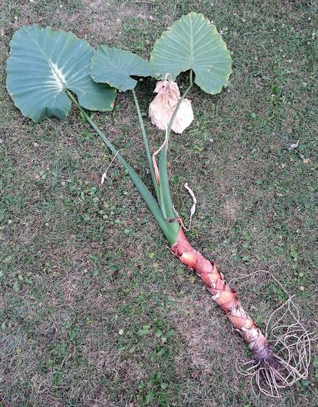 Alocasia Macrorrhiza : La décapitation et renaissance! (part 2) Alocasia Macrorrhiza : La décapitation et renaissance! (part 2)