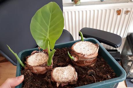 Alocasia Macrorrhiza : La décapitation et renaissance! (part 2) Alocasia Macrorrhiza : La décapitation et renaissance! (part 2)